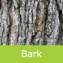 Sweet Gum Liquidambar Styraciflua Bark